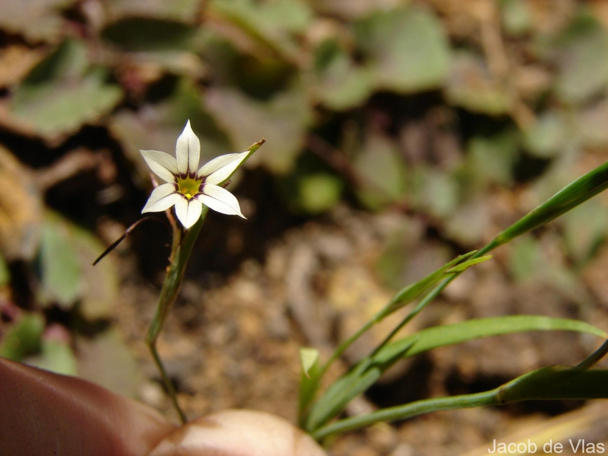 Sisyrinchium micranthum Cav.